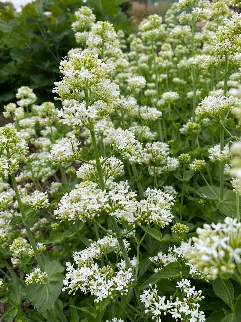 Flowers Seed - Jupiter's Beard - White - Caribbean garden seed