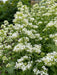 Flowers Seed - Jupiter's Beard - White - Caribbean garden seed