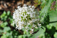 Flowers Seed - Jupiter's Beard - White - Caribbean garden seed
