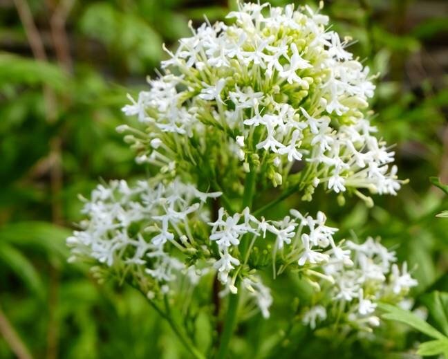 Flowers Seed - Jupiter's Beard - White - Caribbean garden seed