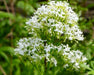 Flowers Seed - Jupiter's Beard - White - Caribbean garden seed