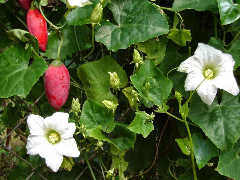Tindora - Live Plants -( Ivy Gourd) Perennial - Caribbean garden seed