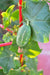 Tindora - Live Plants -( Ivy Gourd) Perennial - Caribbean garden seed
