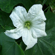 Tindora - Live Plants -( Ivy Gourd) Perennial - Caribbean garden seed
