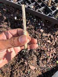 Tindora - Live Plants -( Ivy Gourd) Perennial - Caribbean garden seed