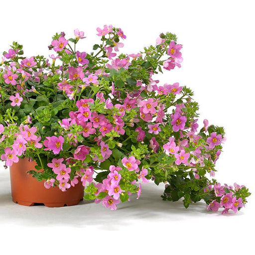 Bacopa Seeds - Pinktopia - Caribbean garden seed