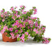 Bacopa Seeds - Pinktopia - Caribbean garden seed