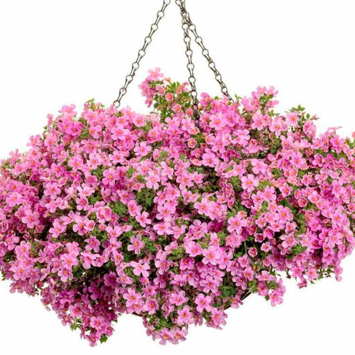 Bacopa Seeds - Pinktopia - Caribbean garden seed