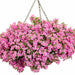 Bacopa Seeds - Pinktopia - Caribbean garden seed