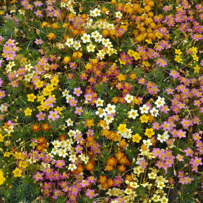 Leptosiphon Seeds - French Hybrids Mix - Caribbean garden seed