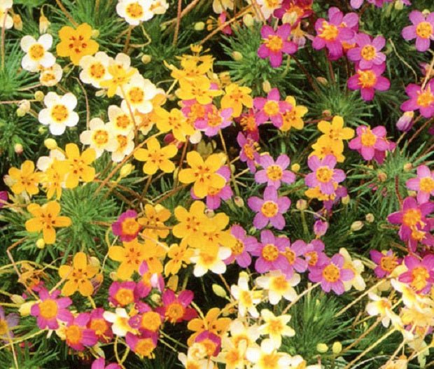 Leptosiphon Seeds - French Hybrids Mix - Caribbean garden seed