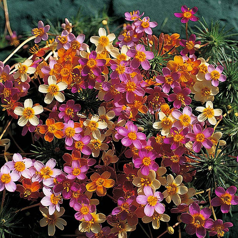 Leptosiphon Seeds - French Hybrids Mix - Caribbean garden seed