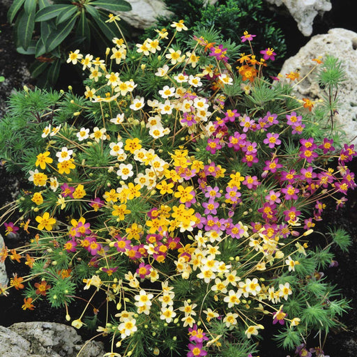 Leptosiphon Seeds - French Hybrids Mix - Caribbean garden seed