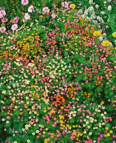 Leptosiphon Seeds - French Hybrids Mix - Caribbean garden seed