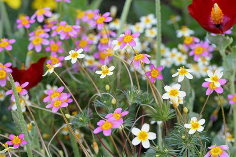 Leptosiphon Seeds - French Hybrids Mix - Caribbean garden seed