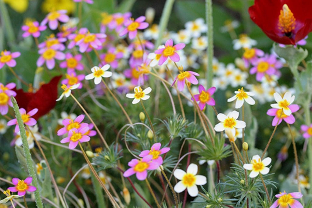 Leptosiphon Seeds - French Hybrids Mix - Caribbean garden seed