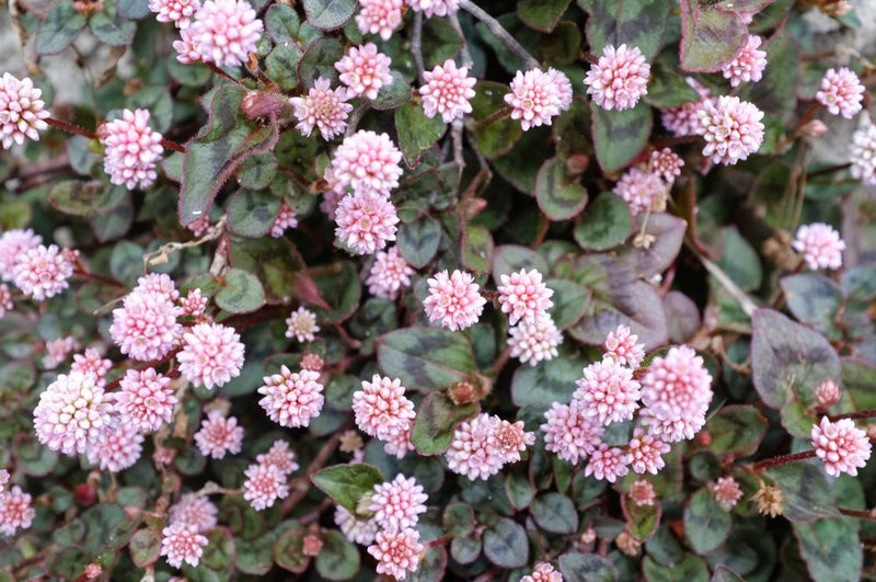 Flowers Seed - Pinkhead Smartweed - Caribbean garden seed