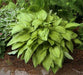 Hosta fortunei ‘Albo-picta’ - Caribbean garden seed