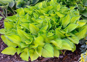 Hosta fortunei ‘Albo-picta’ - Caribbean garden seed