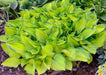 Hosta fortunei ‘Albo-picta’ - Caribbean garden seed
