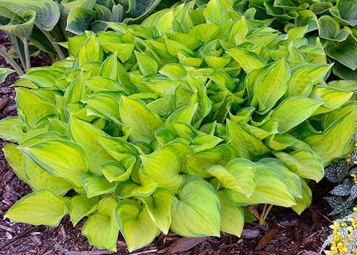 Hosta fortunei ‘Albo-picta’ - Caribbean garden seed