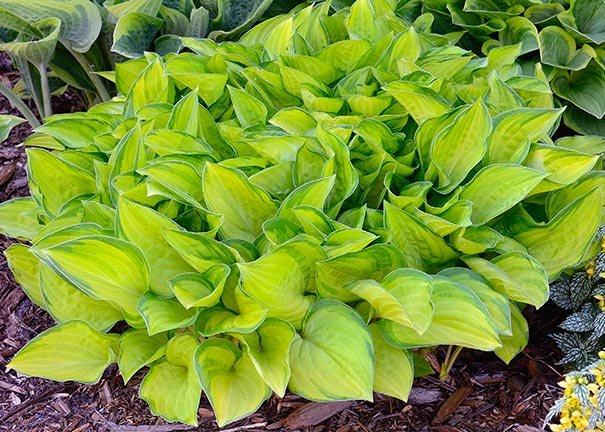 Hosta fortunei ‘Albo-picta’ - Caribbean garden seed