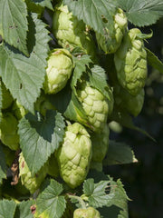 Hops Plant - Cascade ,Humulus lupulus - Caribbean garden seed