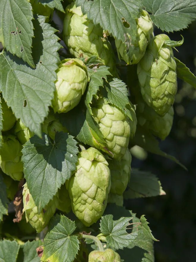 Hops Plant - Cascade ,Humulus lupulus - Caribbean garden seed