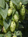 Hops Plant - Cascade ,Humulus lupulus - Caribbean garden seed