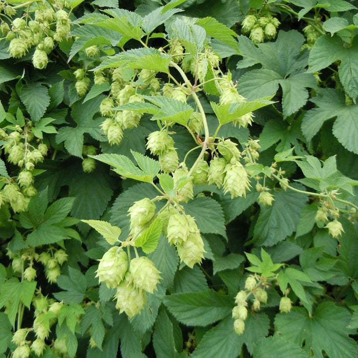 Hops Plant - Cascade ,Humulus lupulus - Caribbean garden seed