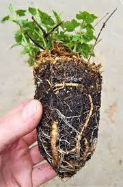 Hops Plant - Cascade ,Humulus lupulus - Caribbean garden seed