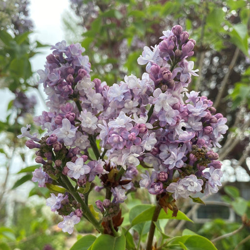 Lilac - Belle de Nancy (4' POT) Perennial Shrub - Caribbean garden seed