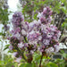 Lilac - Belle de Nancy (4' POT) Perennial Shrub - Caribbean garden seed