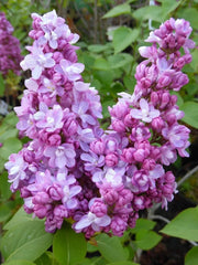 Lilac - Belle de Nancy (4' POT) Perennial Shrub - Caribbean garden seed