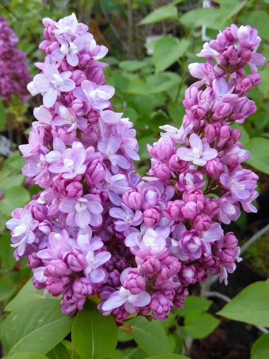 Lilac - Belle de Nancy (4' POT) Perennial Shrub - Caribbean garden seed