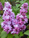 Lilac - Belle de Nancy (4' POT) Perennial Shrub - Caribbean garden seed