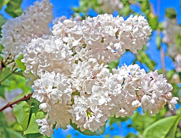 Lilac, Madame Lemoine( 4' POT) Perennial Shrub - Caribbean garden seed