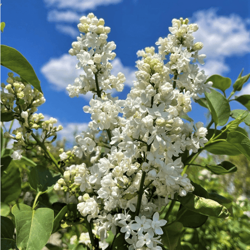 Lilac, Madame Lemoine( 4' POT) Perennial Shrub - Caribbean garden seed