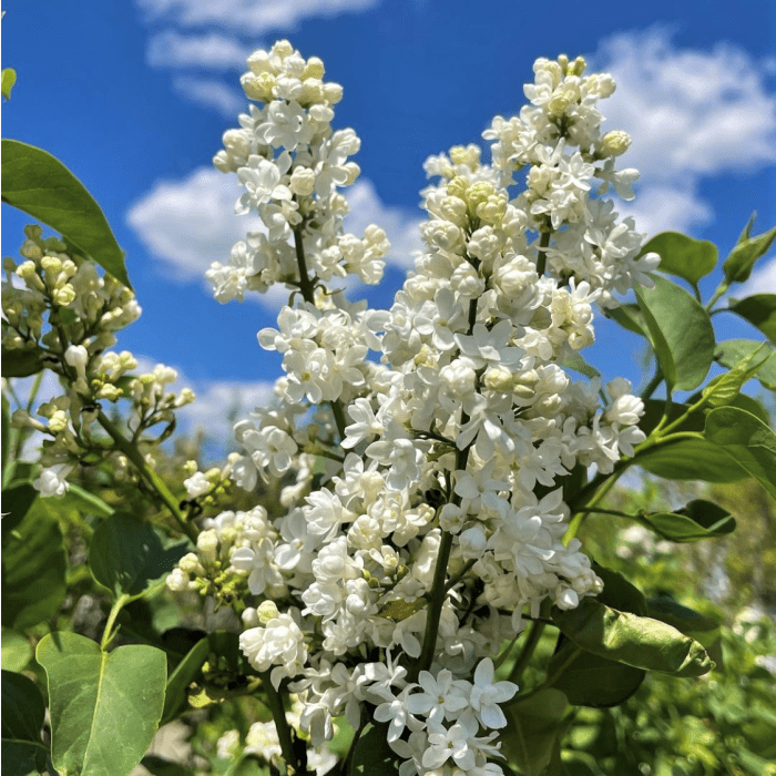 Lilac, Madame Lemoine( 4' POT) Perennial Shrub - Caribbean garden seed