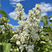 Lilac, Madame Lemoine( 4' POT) Perennial Shrub - Caribbean garden seed