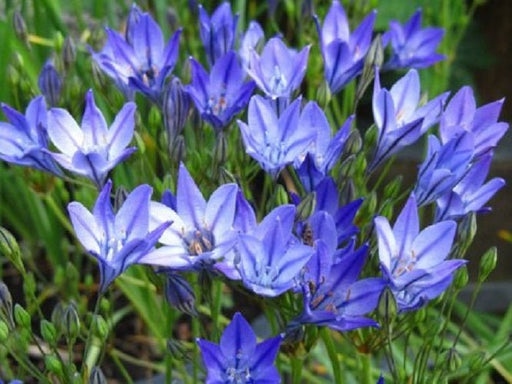 Brodiaea Bulbs - Perennial - Caribbean garden seed