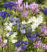 Brodiaea Bulbs - Perennial - Caribbean garden seed