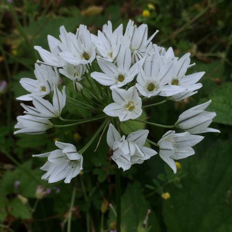 Brodiaea Bulbs - Perennial - Caribbean garden seed