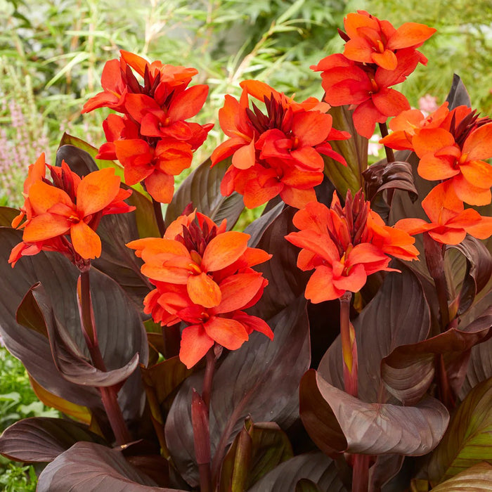 CANNA - Happy Julia (rhizomes) foliage - Caribbean garden seed
