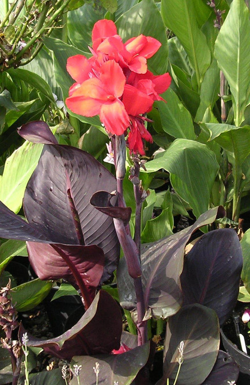 CANNA - Happy Julia (rhizomes) foliage - Caribbean garden seed