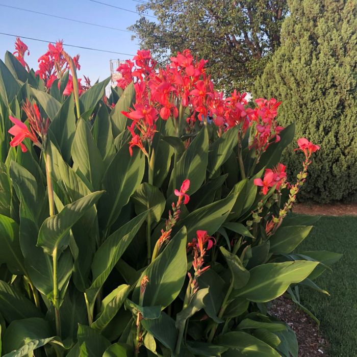 CANNA RHIZOME ,City of Portland - Caribbean garden seed