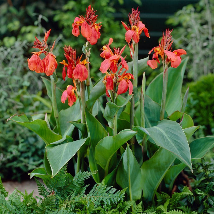 CANNA RHIZOME ,City of Portland - Caribbean garden seed