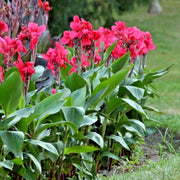 CANNA RHIZOME ,City of Portland - Caribbean garden seed