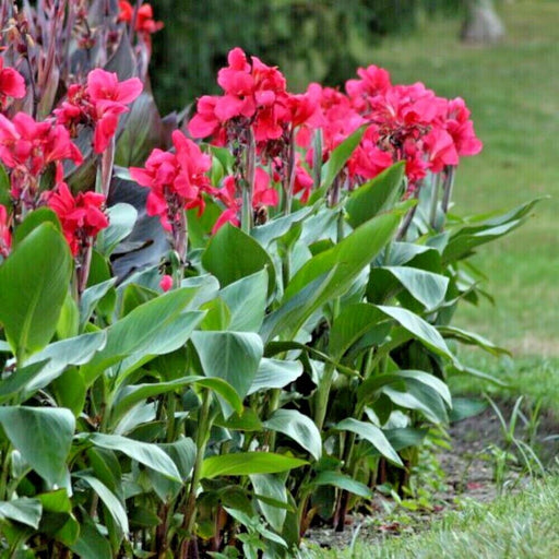 CANNA RHIZOME ,City of Portland - Caribbean garden seed