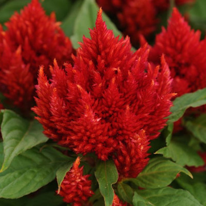 Celosia Live Plants -  Fire Red Cockscomb - Caribbean garden seed